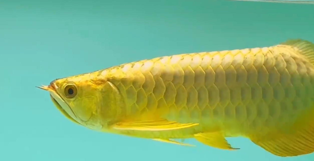 40cm賽級炮頭金頭過背金龍魚 40cm賽級炮頭金頭過背金龍魚