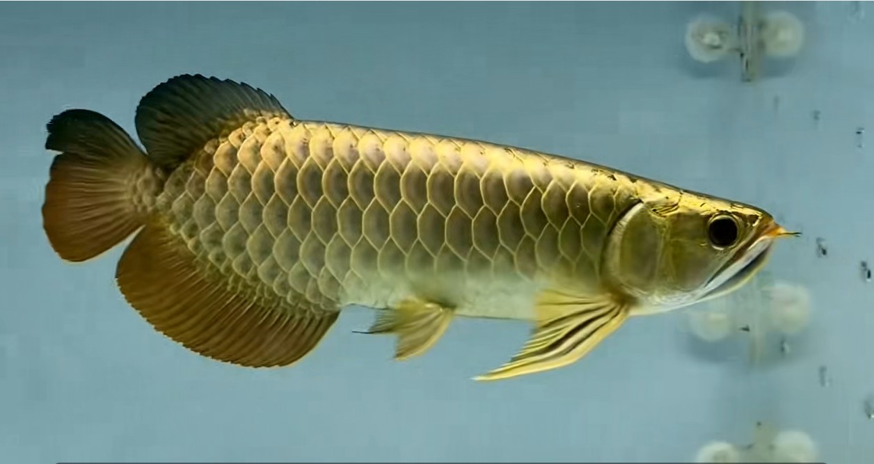 精品小炮頭古典過背金龍魚