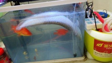 銀龍魚不愛動了怎么回事（銀龍魚不愛動可能由多種因素引起銀龍魚不愛動的原因）