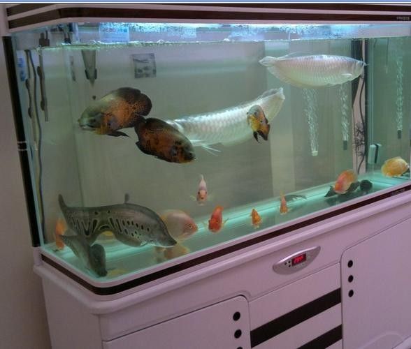 銀龍魚和啥魚一起養合適圖片