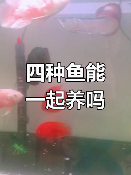 銀龍魚和啥魚一起養合適圖片
