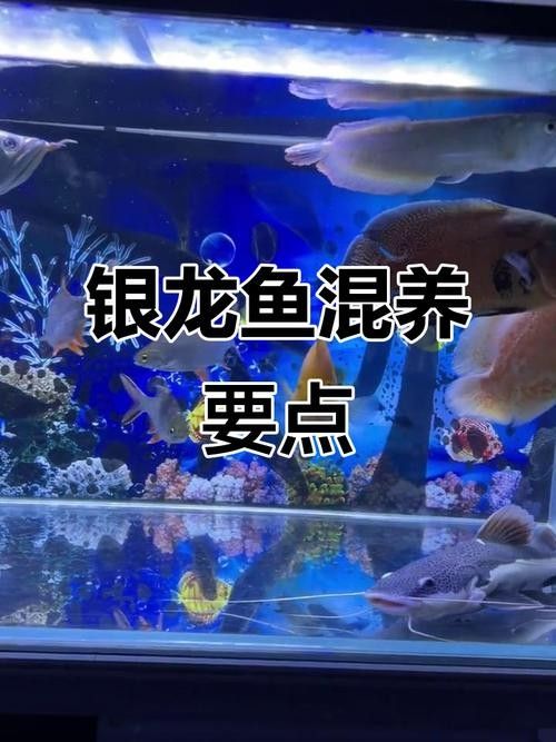 銀龍魚和啥魚一起養合適圖片