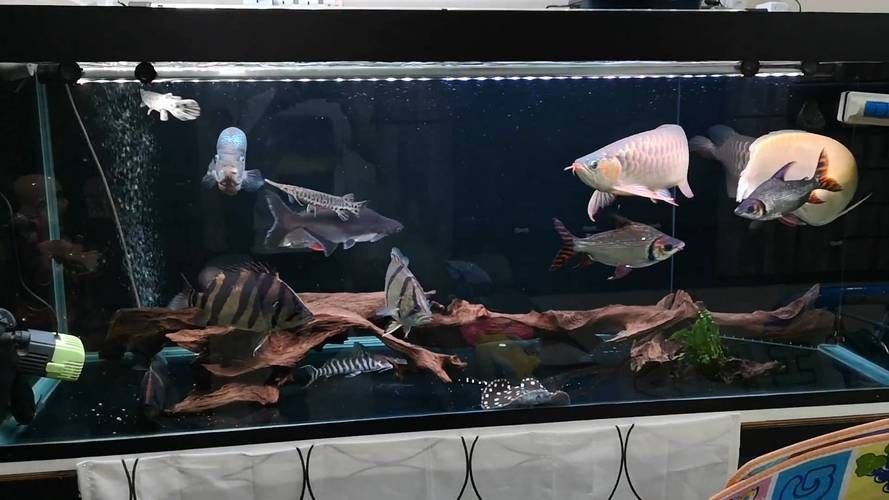 銀龍魚和啥魚一起養合適圖片