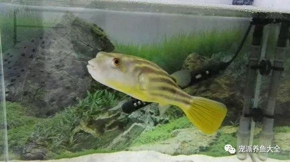 龍魚缸溫度30度高嗎怎么辦呢：龍魚缸水溫超過30攝氏度怎么辦