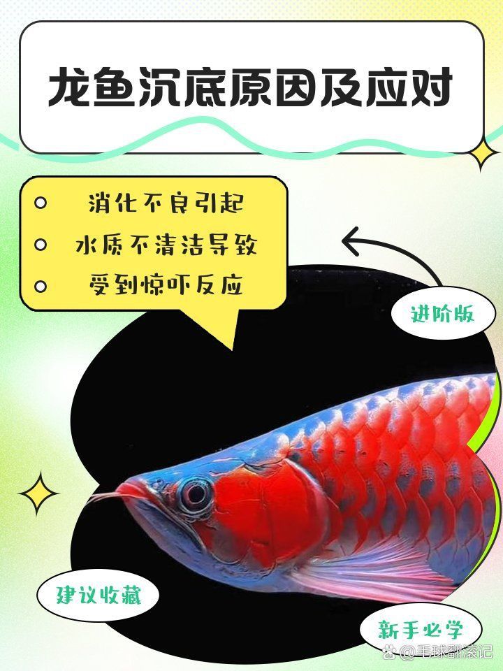 龍魚沉缸的解決辦法