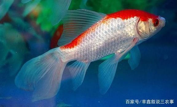 紅龍魚為什么總在缸底游動怎么回事啊（紅龍魚為什么總在缸底游動怎么回事啊視頻）