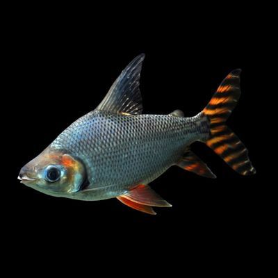 龍魚配什么魚最佳：與龍魚混養(yǎng)的最佳伴侶魚種