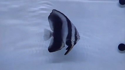 龍魚配什么魚最佳：與龍魚混養(yǎng)的最佳伴侶魚種