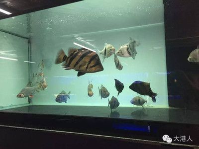 龍魚配什么魚最佳：與龍魚混養的最佳伴侶魚種