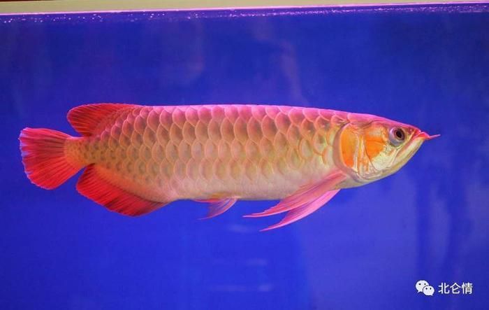 名貴金龍魚多少錢一條啊（名貴金龍魚價(jià)格信息）