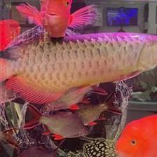 龍魚挪缸后一周沒開口進食，作為飼養者我們可以從以下幾個方面排查和解決問題：龍魚在挪缸后一周沒開口進食，作為飼養者我們可以從以下幾個方面排查和解決問題