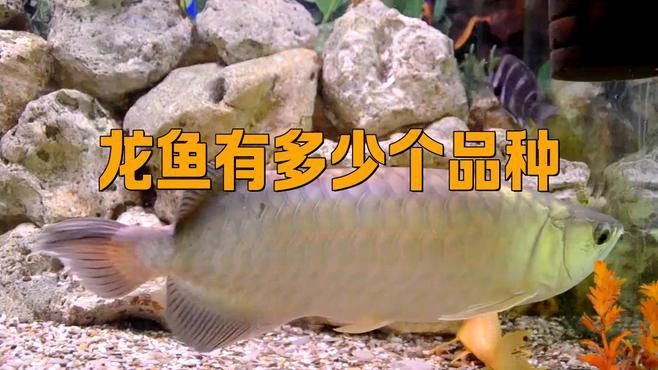 海中龍魚有哪些常見品種？