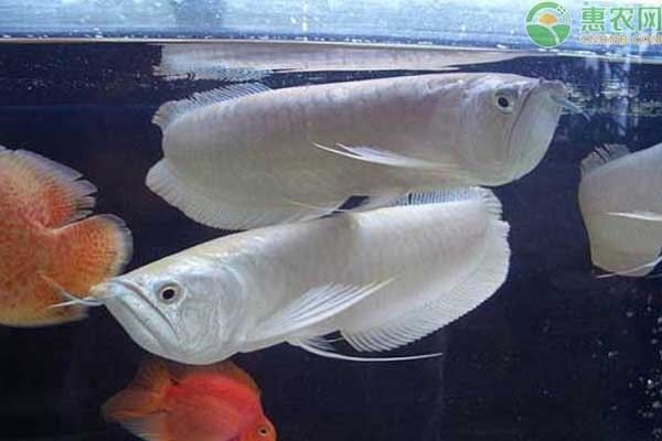 金龍魚有多少種品種的：金龍魚養(yǎng)護技巧有哪些,金龍魚市場最新趨勢