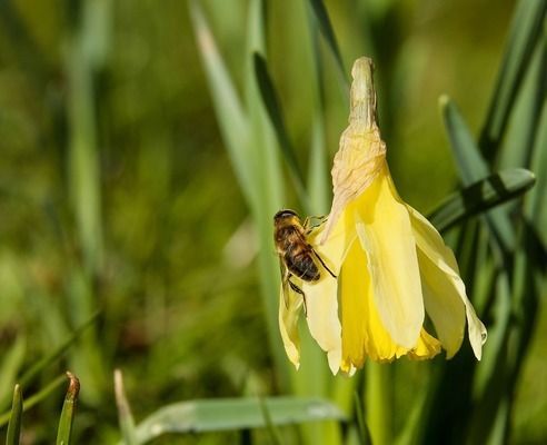 龍魚放土霉素能吃嗎：土霉素治療龍魚打架的常見原因，龍魚打架會(huì)導(dǎo)致死亡