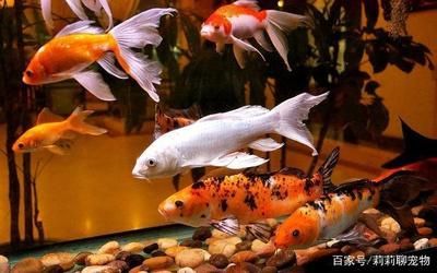 紅白錦鯉最佳飼養(yǎng)環(huán)境，紅白錦鯉的飼養(yǎng)方式