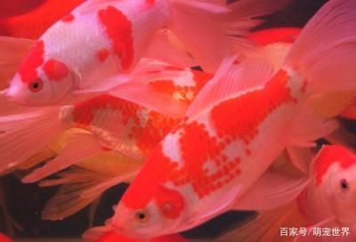 紅白錦鯉最佳飼養(yǎng)環(huán)境，紅白錦鯉的飼養(yǎng)方式