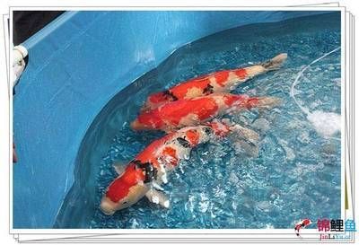 紅白錦鯉最佳飼養(yǎng)環(huán)境，紅白錦鯉的飼養(yǎng)方式