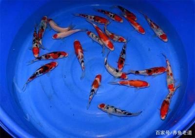 紅白錦鯉最佳飼養(yǎng)環(huán)境，紅白錦鯉的飼養(yǎng)方式