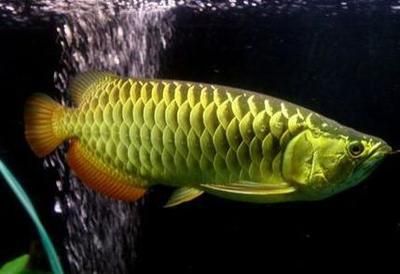 怎樣養龍魚才能養得好一點：養龍魚注意事項和技巧