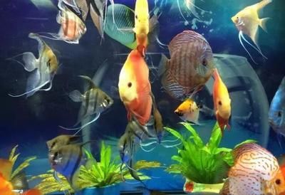 龍魚(yú)混養(yǎng)風(fēng)水說(shuō)法圖解大全（龍魚(yú)混養(yǎng)的風(fēng)水說(shuō)法）