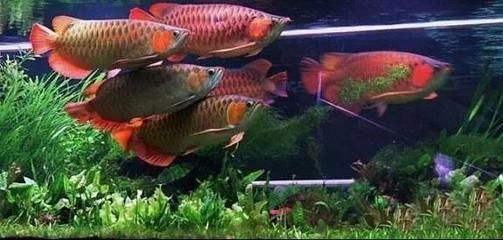 龍魚(yú)混養(yǎng)風(fēng)水說(shuō)法圖解大全（龍魚(yú)混養(yǎng)的風(fēng)水說(shuō)法）