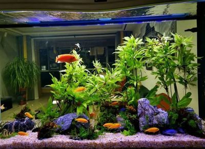 龍魚混養(yǎng)風水說法圖解大全（龍魚混養(yǎng)的風水說法）