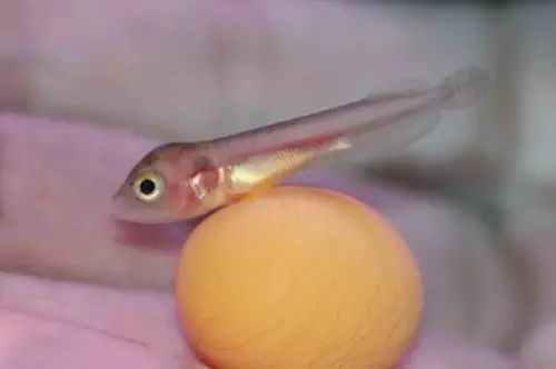 龍魚產(chǎn)蛋了（關(guān)于龍魚產(chǎn)蛋的一些詳細(xì)描述和注意事項(xiàng)）