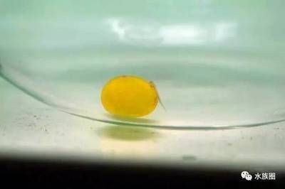 龍魚產(chǎn)蛋了（關(guān)于龍魚產(chǎn)蛋的一些詳細(xì)描述和注意事項(xiàng)）