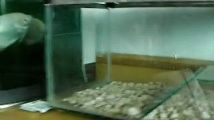 龍魚產(chǎn)蛋了（關(guān)于龍魚產(chǎn)蛋的一些詳細(xì)描述和注意事項(xiàng)）