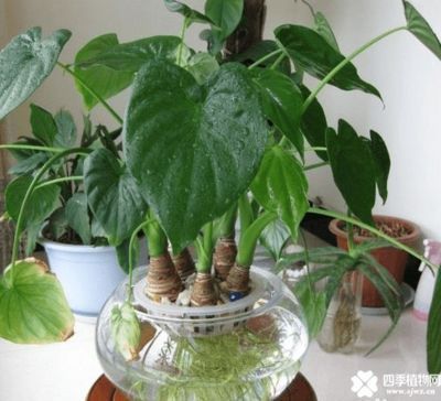 家里放半圓魚缸好嗎，半圓魚缸搭配家具建議