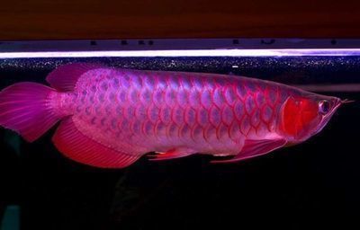 龍魚價格排行榜最新：龍魚價格排行榜