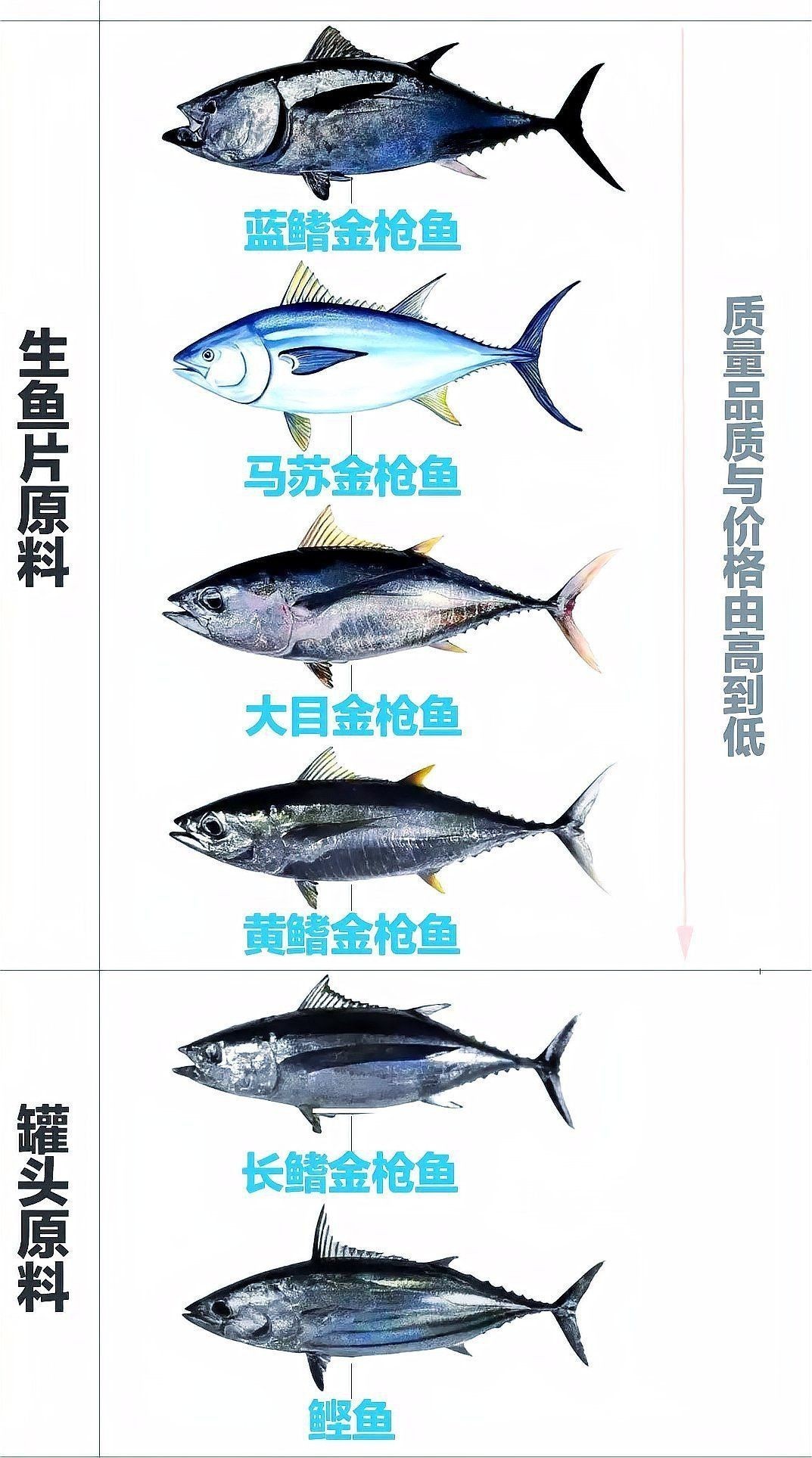 金槍魚最貴三個部位
