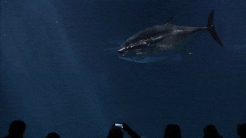 金槍魚最貴三個部位