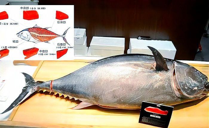 金槍魚最貴三個部位