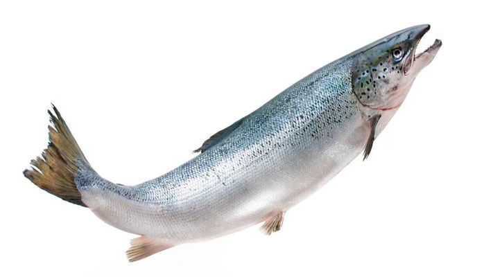 進口龍魚回國需要什么手續(xù)和證件（進口龍魚回國所需的手續(xù)和證件）