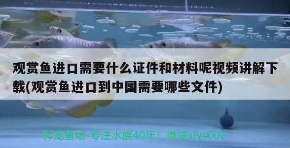 進口龍魚回國需要什么手續和證件（進口龍魚回國所需的手續和證件）