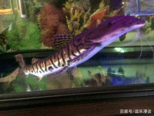 鯊魚能和龍魚混養(yǎng)么？（鯊魚可以和龍魚混養(yǎng)嗎？） 鯊魚能和龍魚混養(yǎng)么？（鯊魚可以和龍魚混養(yǎng)嗎？） 龍魚百科 第1張