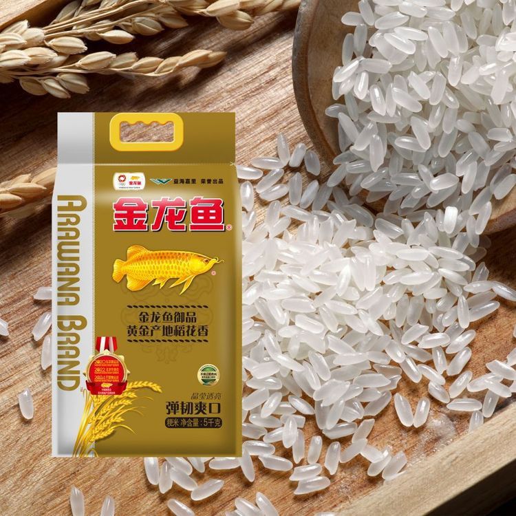 普通金龍魚價格多少錢一只啊