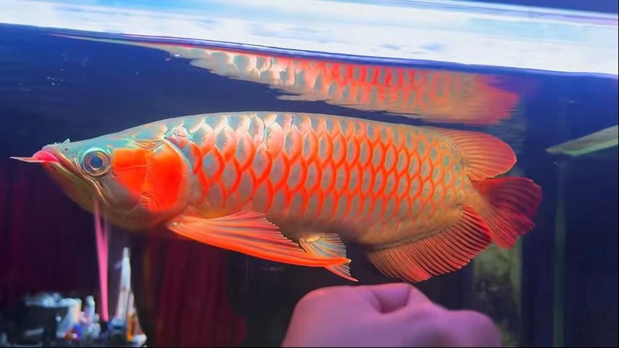 紅龍魚排行榜前十名品種大全圖片