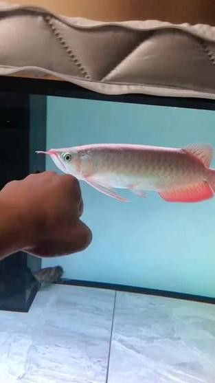 紅龍魚排行榜前十名品種大全圖片