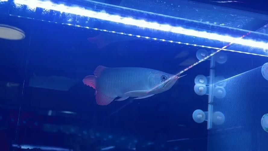 紅龍魚排行榜前十名品種大全圖片