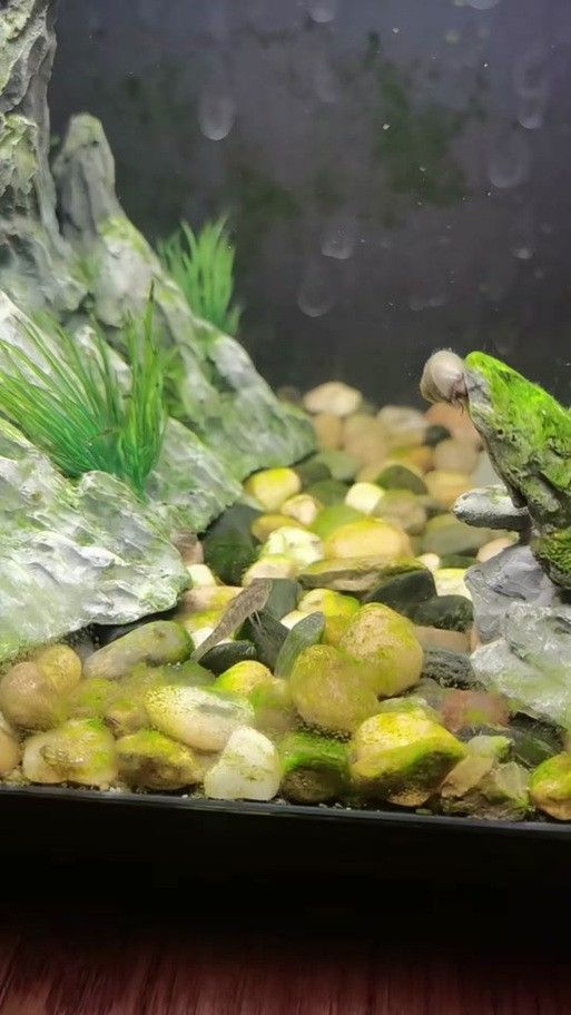 紅龍魚排行榜前十名品種大全圖片