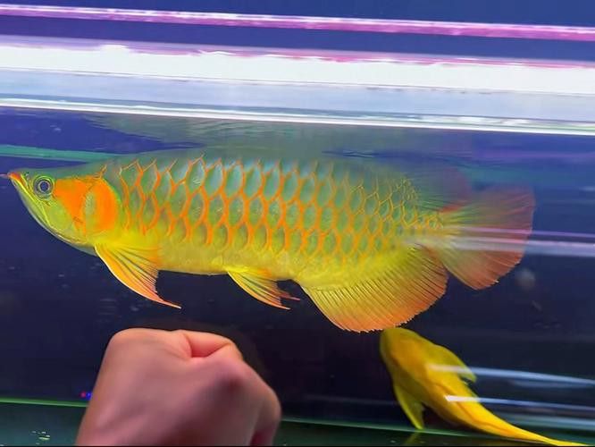 紅龍魚排行榜前十名品種大全圖片