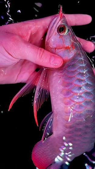 紅龍魚排行榜前十名品種大全圖片