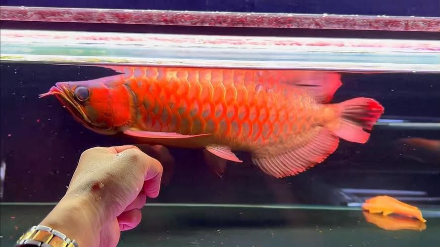 紅龍魚排行榜前十名品種大全圖片