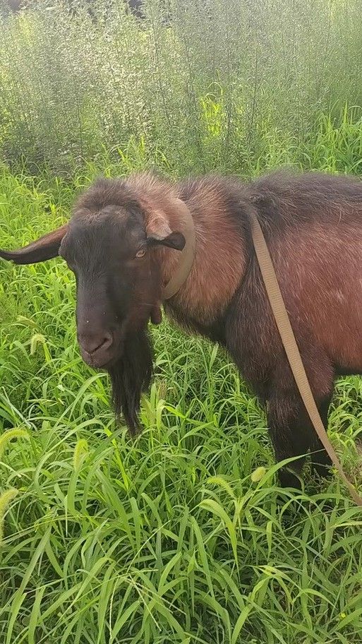 紅龍魚排行榜前十名品種大全圖片