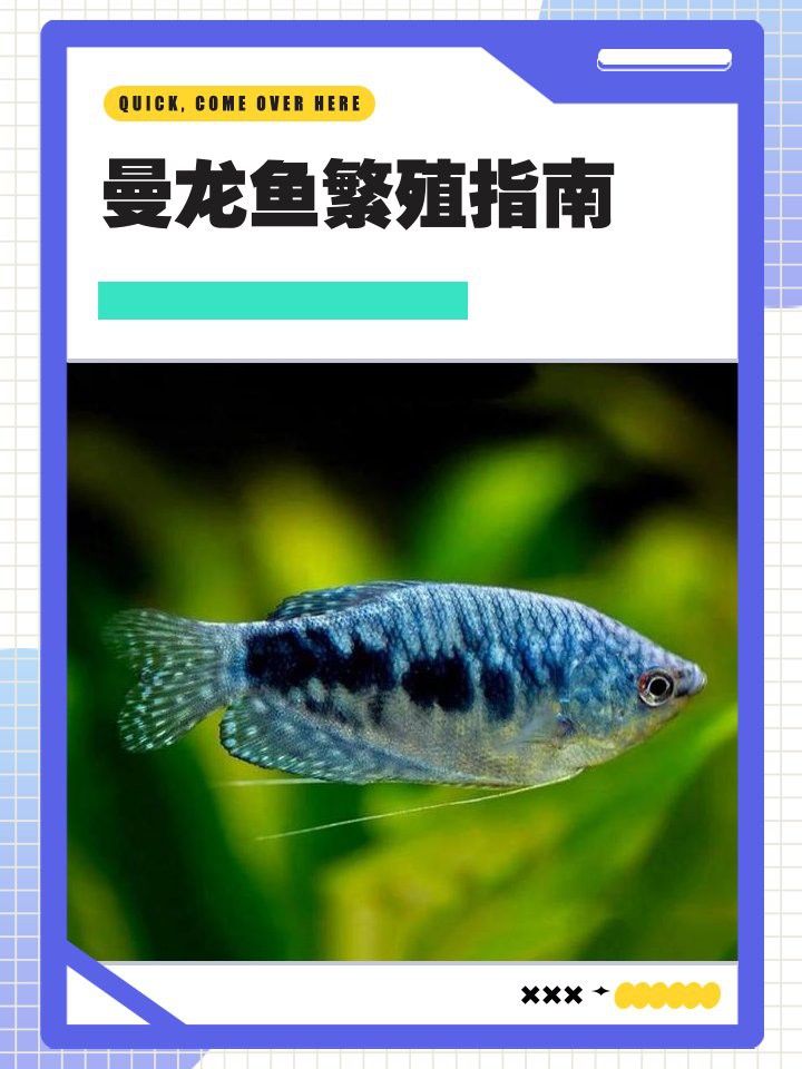 曼龍魚繁殖期如何喂食？ 曼龍魚繁殖期如何喂食？ 龍魚百科 第6張