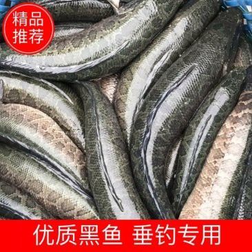 純黑龍魚多少錢一條啊