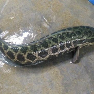 純黑龍魚多少錢一條啊