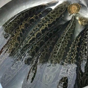 純黑龍魚多少錢一條啊